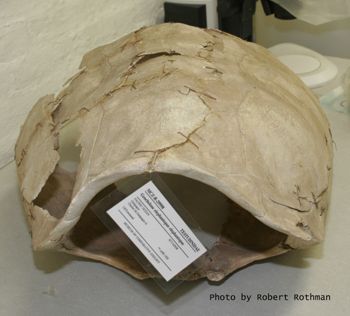 Media type: image; Herpetology R-29998